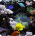 水族馆动态屏保