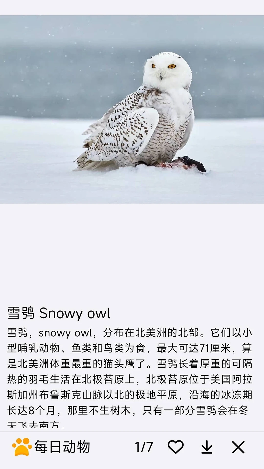 每日动物