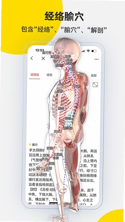 3DBody解剖 3DBody解剖